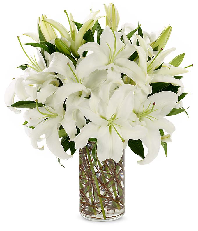 Simply Lily - White - ROSE GARDEN