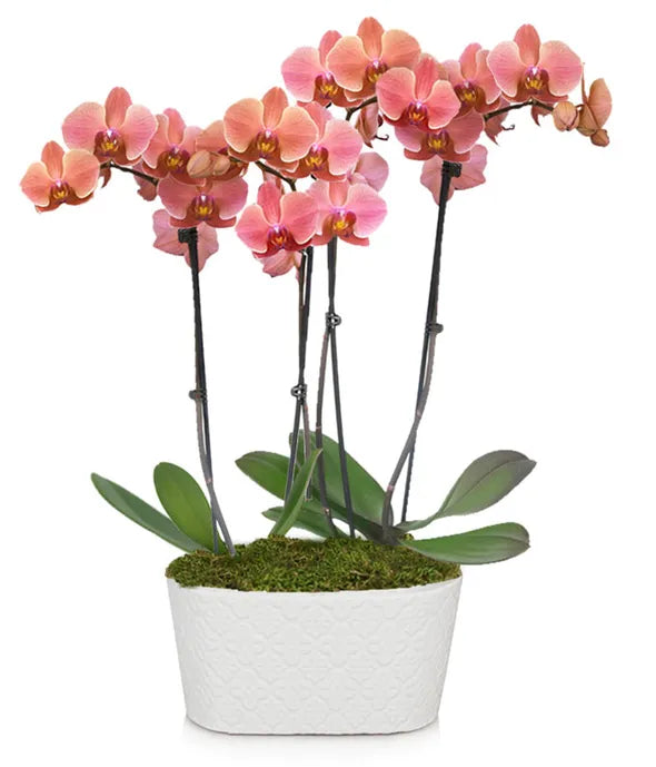 Perfect Peach Orchid Plant - ROSE GARDEN