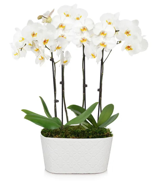 Snowy White Orchid Plant - ROSE GARDEN