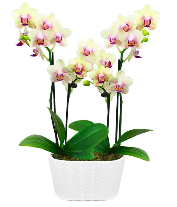 Strawberry Lemonade Mini Orchid Plant - ROSE GARDEN