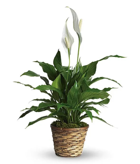 Simply Elegant Spathiphyllum - ROSE GARDEN