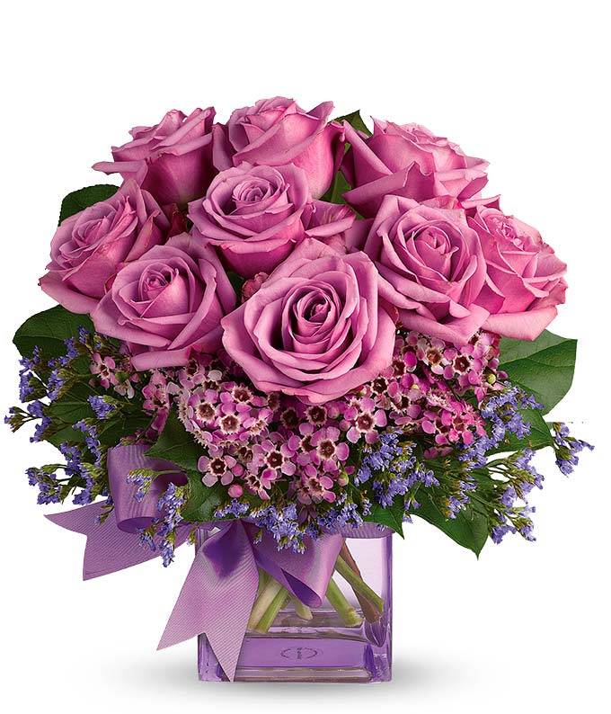 Purple Morning Melody - ROSE GARDEN