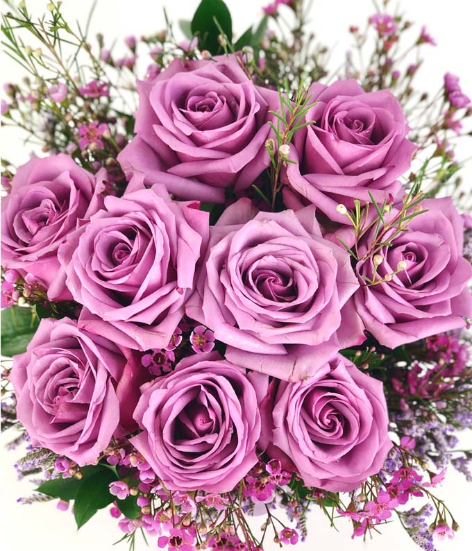Purple Morning Melody - ROSE GARDEN