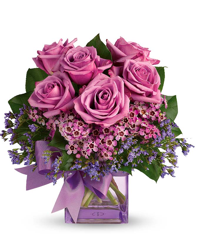 Purple Morning Melody - ROSE GARDEN