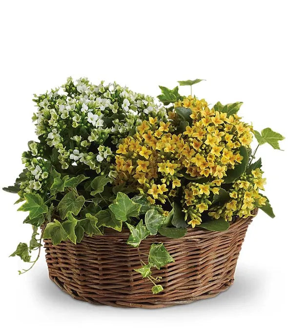 Basket of Joy - ROSE GARDEN