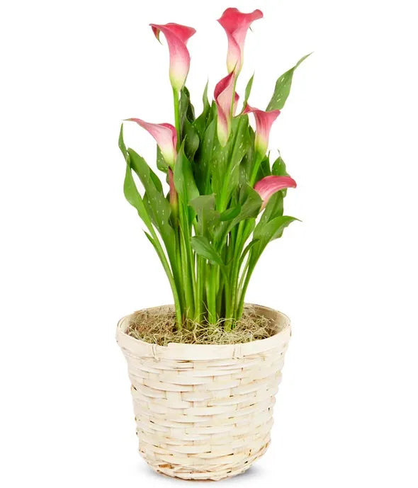 White Calla Lily Potted Plant - ROSE GARDEN