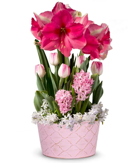 Blushing Pink Amaryllis Bulb Garden - ROSE GARDEN