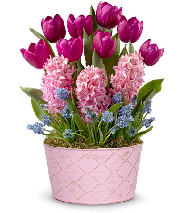 Fuchsia Favorite Bulb Garden - ROSE GARDEN