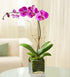 Purple Phalaenopsis Orchid - ROSE GARDEN
