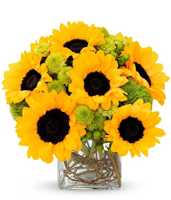 Sunflower Surprise - ROSE GARDEN