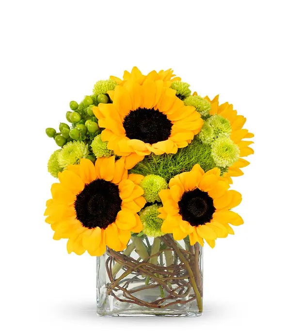Sunflower Surprise - ROSE GARDEN