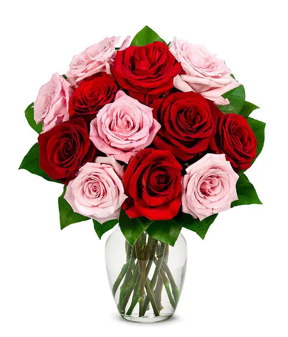 One Dozen Red and Pink Roses - ROSE GARDEN