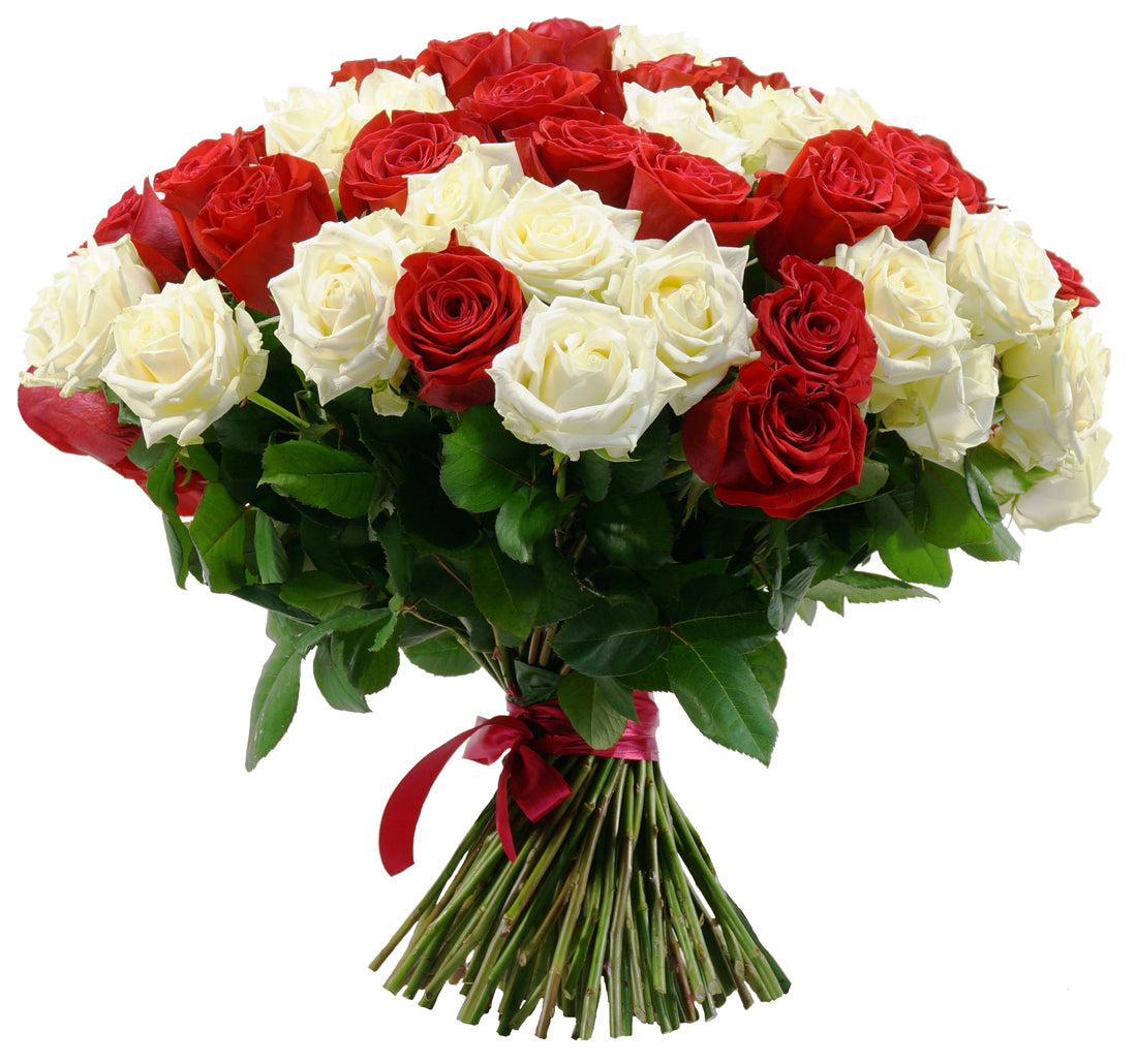 White and Red roses elegance - ROSE GARDEN