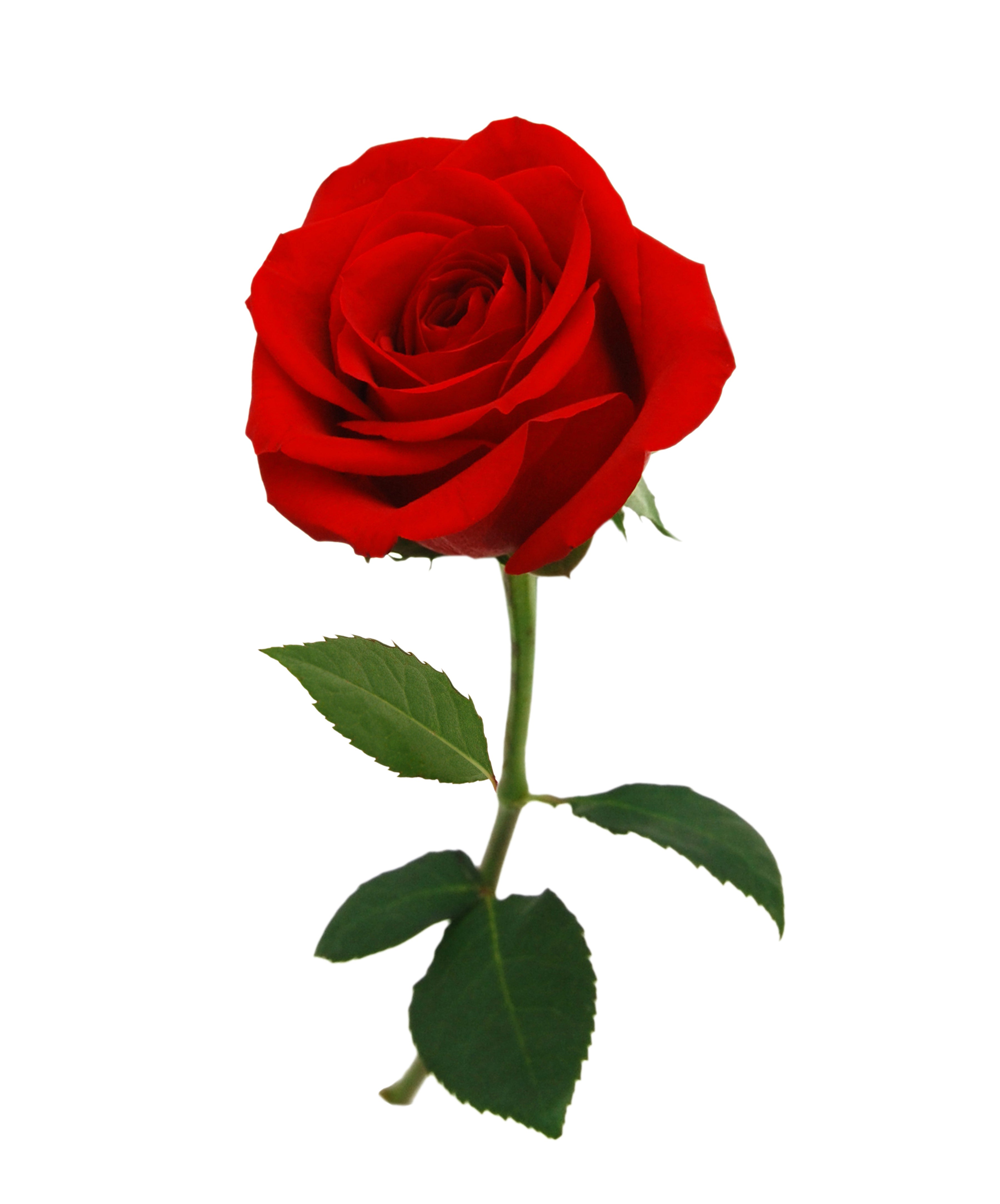 50 Stems Premium Red Roses Elegance - ROSE GARDEN
