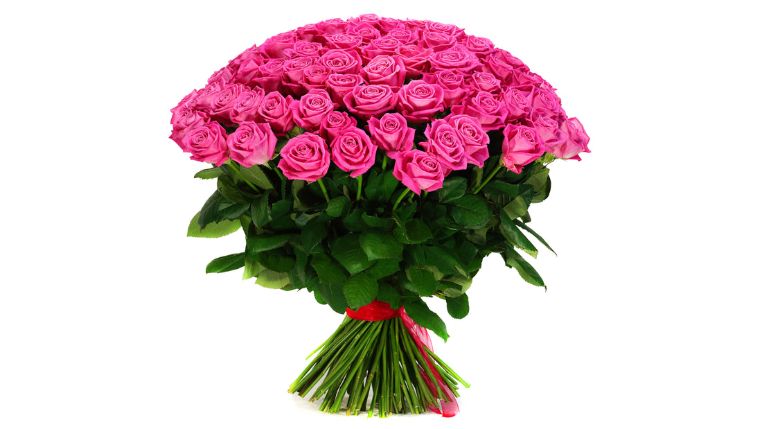 50 Stems Premium Raspberry Fuchsia Roses - ROSE GARDEN