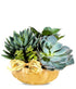 Succulent Dish Garden - ROSE GARDEN