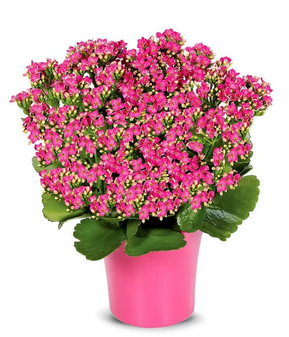 Pink Kalanchoe Plant - ROSE GARDEN