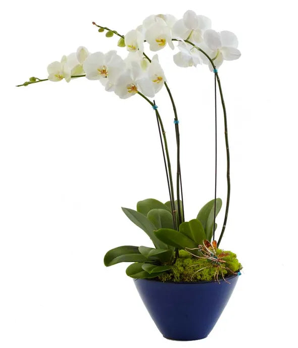 Opulent Orchids - Deluxe - ROSE GARDEN