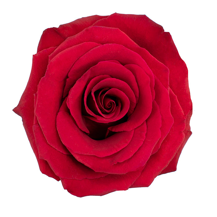 CUPIDO - ROSE GARDEN