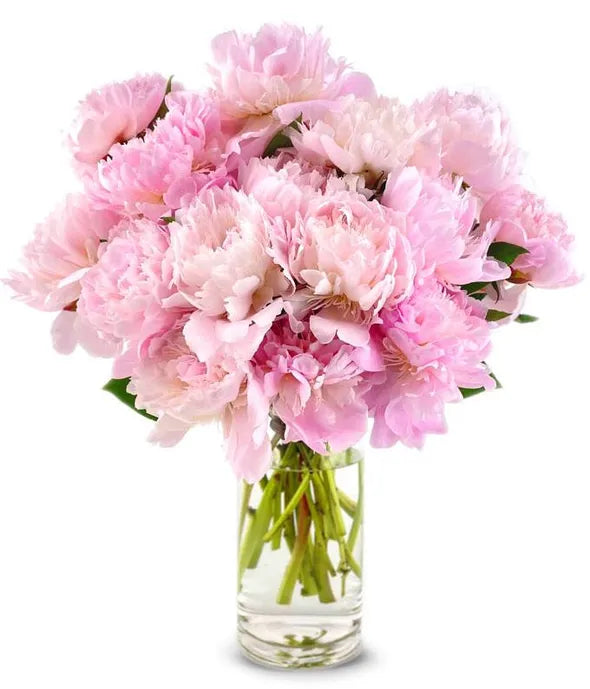 Pretty Pink Peonies - ROSE GARDEN