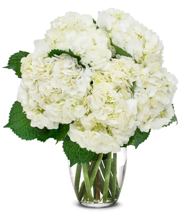 White Hydrangea Bouquet - ROSE GARDEN