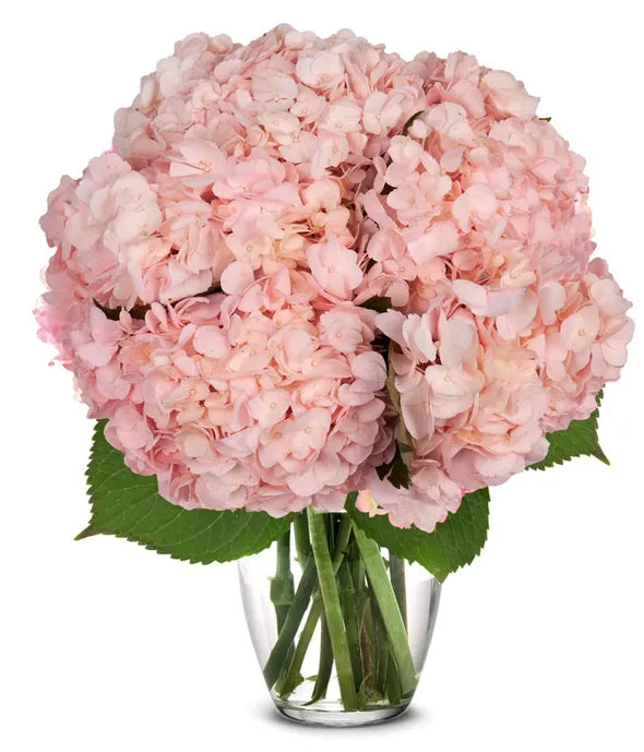 White Hydrangea Bouquet - ROSE GARDEN
