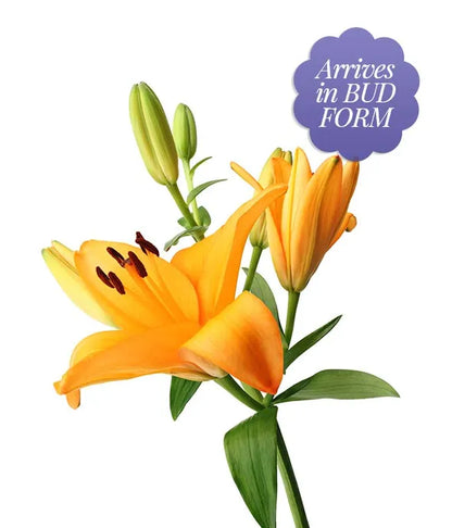 Stunning Lily Bouquet - Premium - ROSE GARDEN