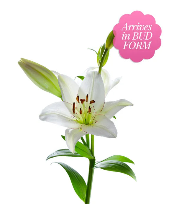 Stunning Pink and White Lilies - ROSE GARDEN