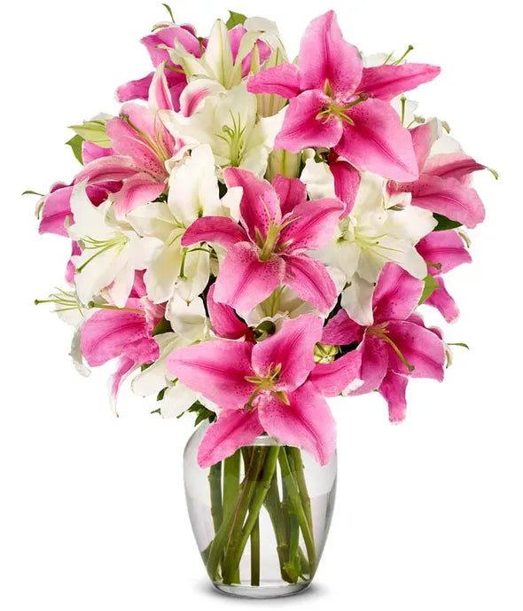 Stunning Pink and White Lilies - ROSE GARDEN