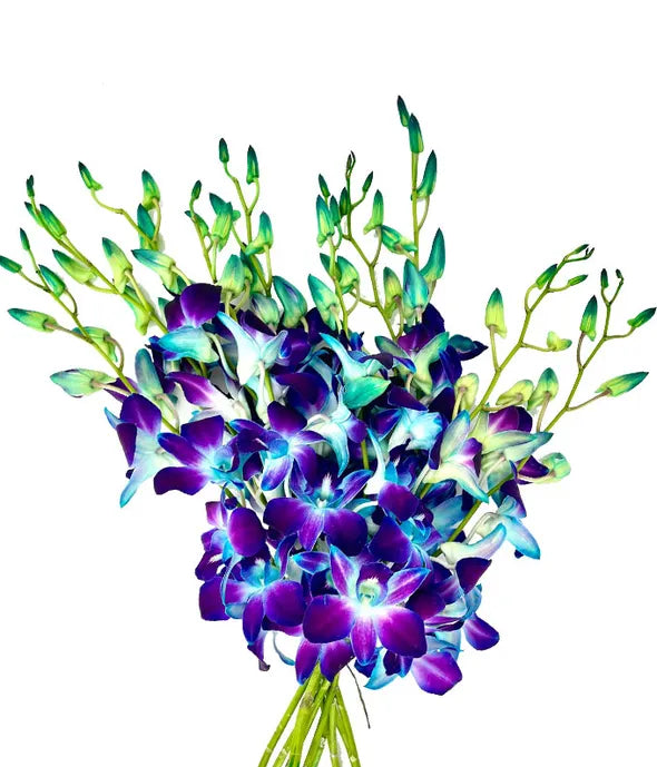 Bright Blue Dendrobium Orchids - ROSE GARDEN