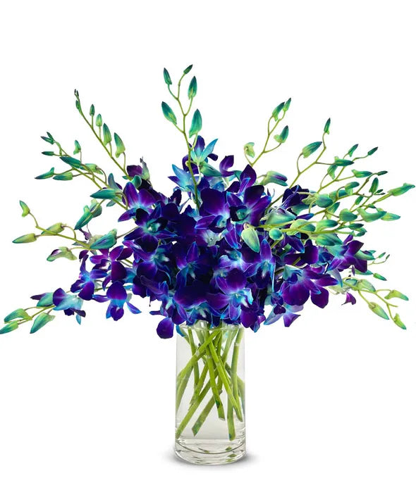 Bright Blue Dendrobium Orchids - ROSE GARDEN