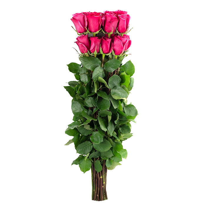 Gotcha - ROSE GARDEN
