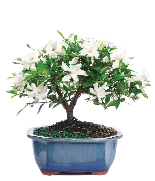 Gardenia Bonsai Potted Plant - ROSE GARDEN