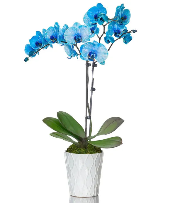 Blue Orchids - ROSE GARDEN