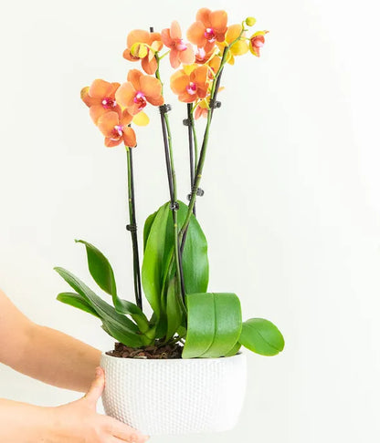 Perfect Peach Orchid Plant - ROSE GARDEN