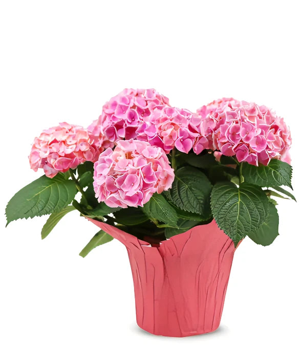 Pink Hydrangea Plant - ROSE GARDEN