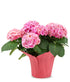 Pink Hydrangea Plant - ROSE GARDEN