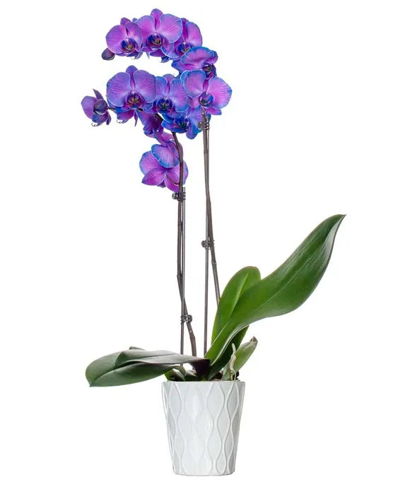 Purple Mystique Orchid - ROSE GARDEN