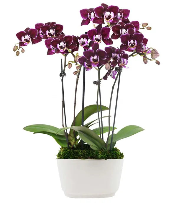 Violet Beauty Mini Orchid Plant - ROSE GARDEN