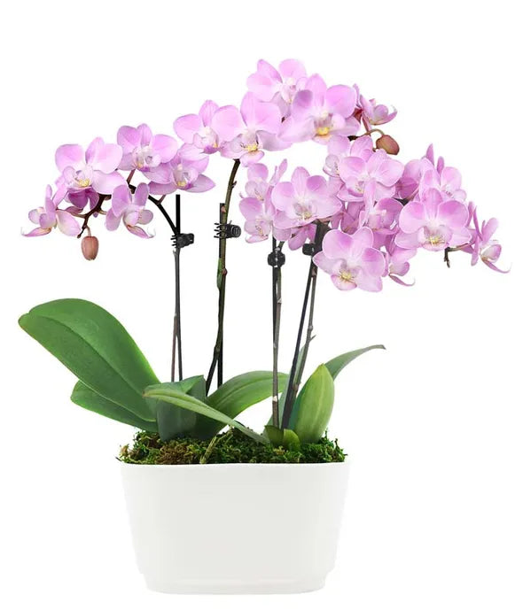 Fantasy Pink Orchids - ROSE GARDEN