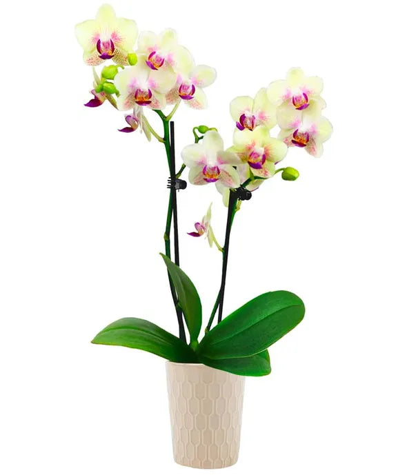 Strawberry Lemonade Mini Orchid Plant - ROSE GARDEN