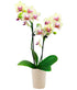 Strawberry Lemonade Mini Orchid Plant - ROSE GARDEN