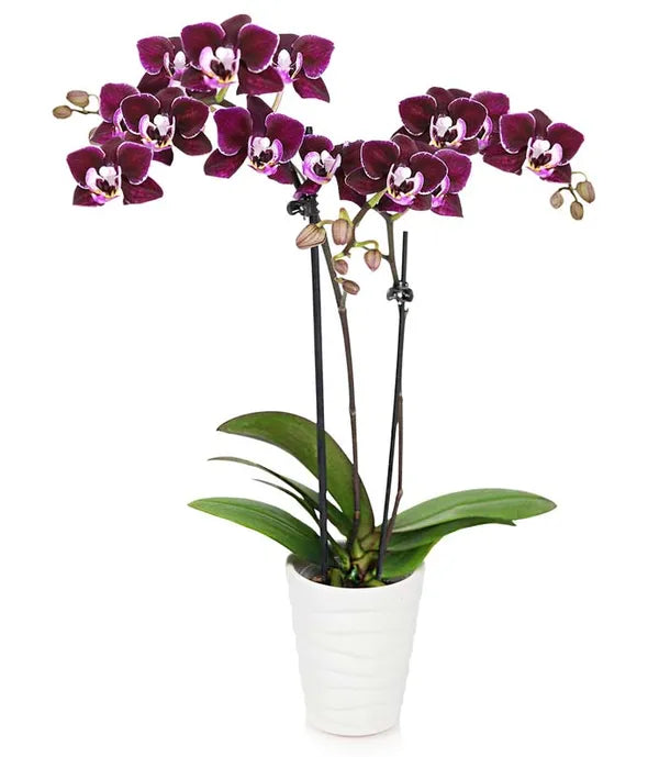 Violet Beauty Mini Orchid Plant - ROSE GARDEN
