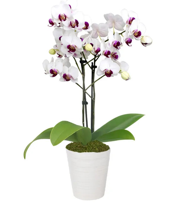 Purple &amp; White Delight Orchid Plant - ROSE GARDEN