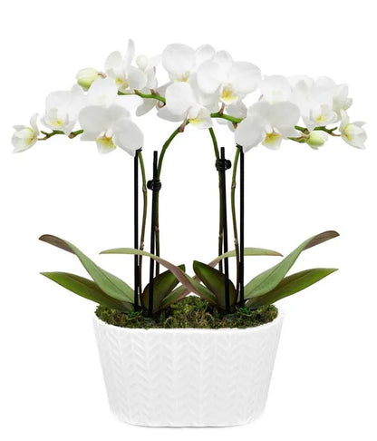 Pearly White Orchid Plant - ROSE GARDEN