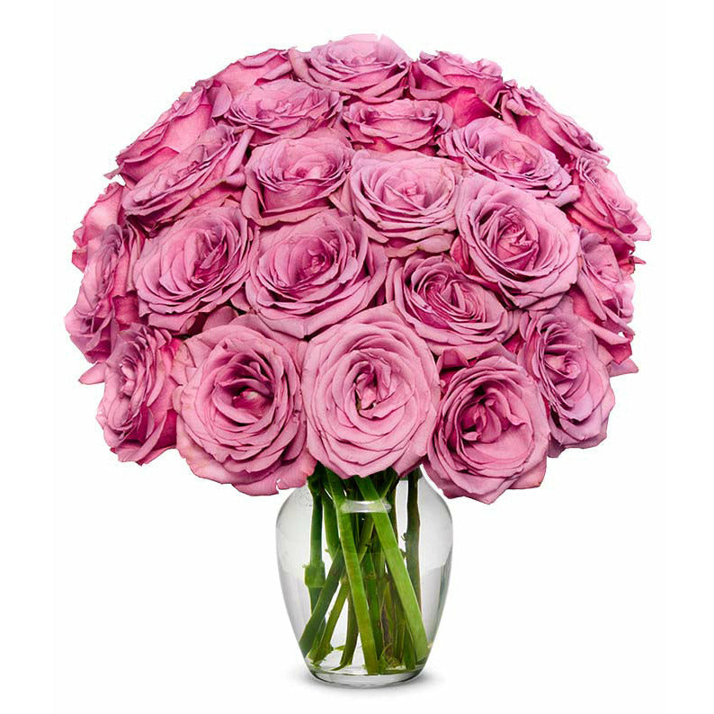 Purple Roses - ROSE GARDEN