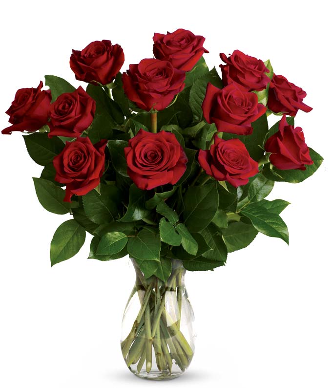 Classic Romance Red Roses - ROSE GARDEN