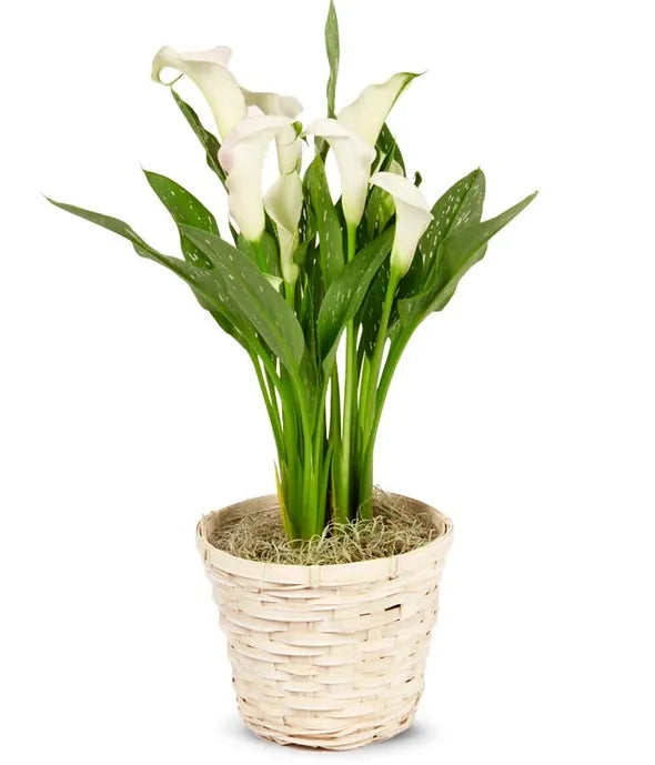 White Calla Lily Potted Plant - ROSE GARDEN