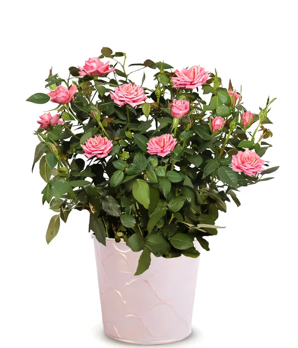 Pretty Pink Mini Rose Plant - ROSE GARDEN