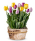 Rainbow Tulip Bulb Garden - ROSE GARDEN
